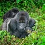 Which species of gorillas are most at risk and in need of rescue?