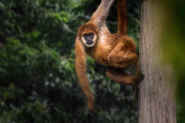 What legal regulations govern monkey rescue and rehabilitation?