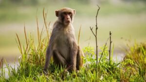 What is the role of sanctuaries in monkey rescue and conservation?