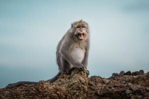 How can I support and donate to monkey rescue organizations?